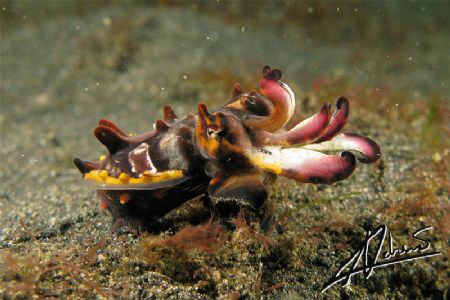 Juvenile Flamboyant Cuttlefish (1.5 - 2 cm) hovering abov... by Adriano Trapani 