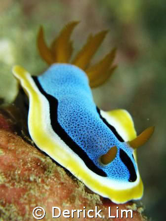 Chromodoris elizabethina, Seaventures House Reef, Canon G... by Derrick Lim 