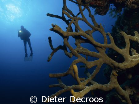 wide angle shot with reef and diver by Dieter Decroos 