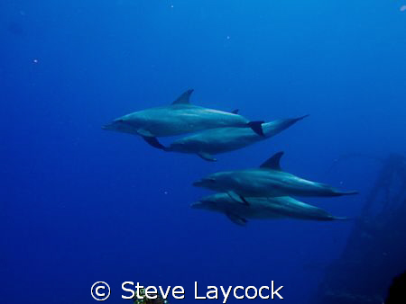 Po d of dolphins swimming past the Carnatic, taken with a... by Steve Laycock 