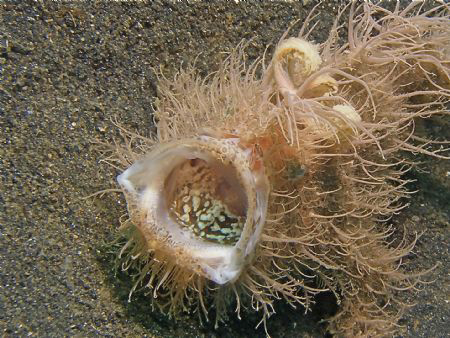 I was taking photos of this Hairy Frogfish, when it sudde... by Fatt Chuen Foo 
