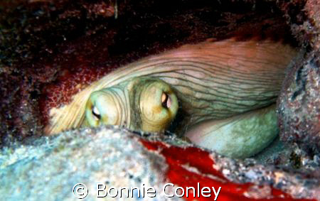 This is the same octopus that I uploaded on July 15th.  I... by Bonnie Conley 