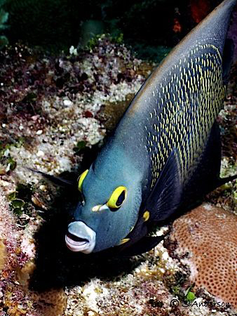 This photo is of a French Angelfish which followed me aro... by Steven Anderson 