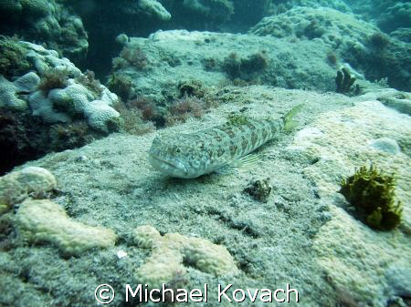 Lizard fish on the inside reef at Lauderdale by the Sea by Michael Kovach 
