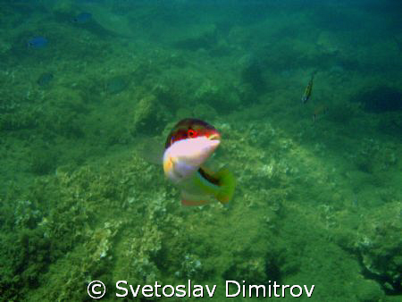 This fish posed to be shoted in Aegan Sea, Turkey by Svetoslav Dimitrov 
