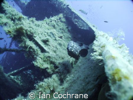 A grouper on the edge of the Zenobia. Using a wide angle ... by Ian Cochrane 