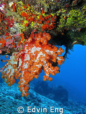 Hanging Soft Coral. Taken in Sipadan with Canon S80, Inon... by Edvin Eng 