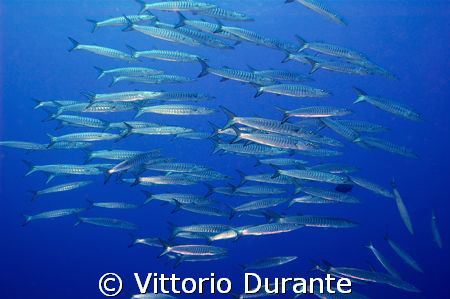 Barracudas by Vittorio Durante 