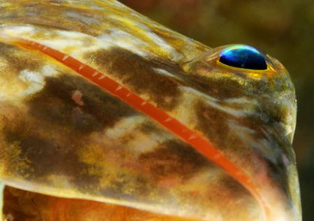 Lizardfish, viewed from below.  D300 by David Heidemann 