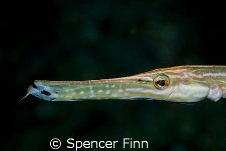 Closeup of a Trumpetfish in Similan Islands, Thailand. ni... by Spencer Finn 