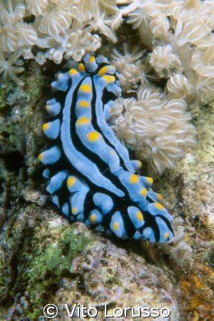 Nudibranchs - Phyllidia varicosa by Vito Lorusso 