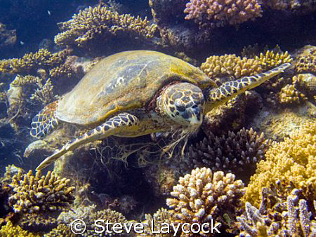 Hawksbill turtle, a real messy eater by Steve Laycock 