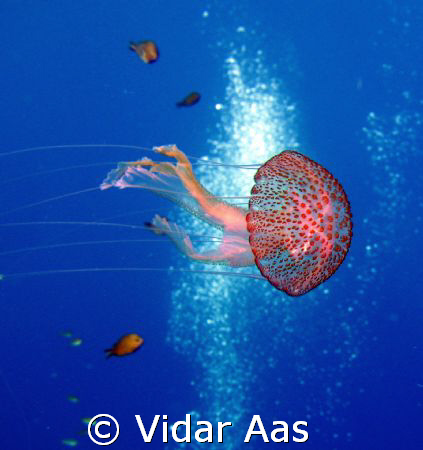 A jelly fish from Gozo by Vidar Aas 