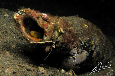 "beer" goby in Lembeh Strait by Adriano Trapani 