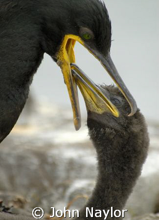 On a recent trip to the Farne Islands.Shag feeding young. by John Naylor 