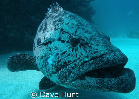 Potato cod at Barrier Reef's Cod Hole. by Dave Hunt 