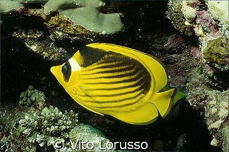 Fishs - Chaetodon fasciatus by Vito Lorusso 