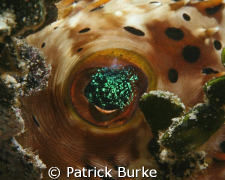 A little sparkle in the eye of this puffer! by Patrick Burke 