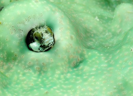 Taken on shore dive, Grand Cayman.  Nikon D300,  by David Heidemann 