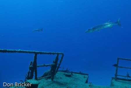 These two barracuda kept circling us as we explored the  ... by Don Bricker 