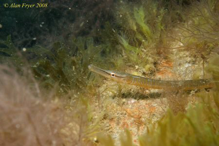 Snake Pipe fish, Trefor Pier North Wales.  Nikon D80, 60mm by Alan Fryer 
