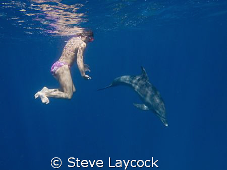 Dolphins come to play, on our wayback from a dive - simpl... by Steve Laycock 