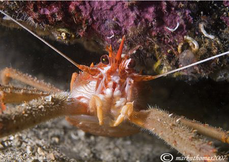 Long-clawed squat lobster.
Isle of Lewis, Hebrides.
60mm. by Mark Thomas 