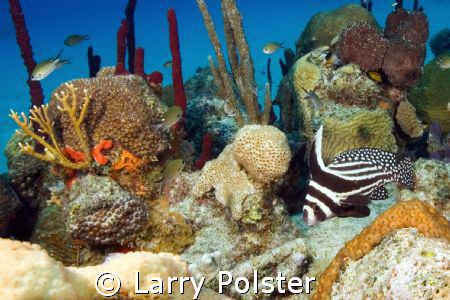 Spotted Drum, Little Cayman, D300 SIgma 14mm lens, twin I... by Larry Polster 