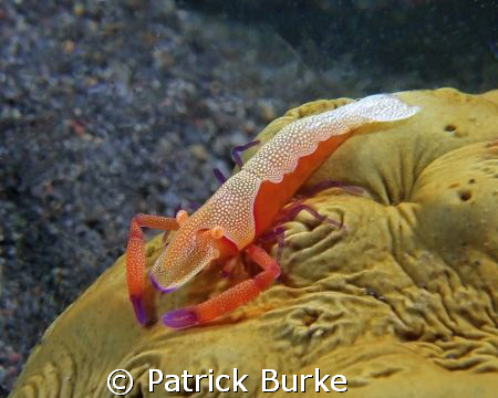 Emperor Shrimp on Sea Cucumber by Patrick Burke 
