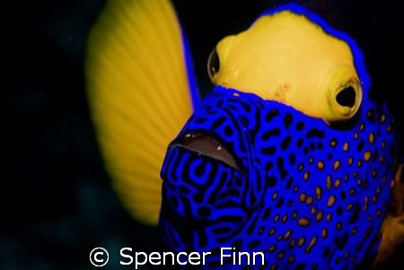 Image taken in Similan islands with a Nikon D80 and a 60m... by Spencer Finn 