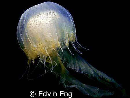 Alien Of The Ocean! Taken in Perhentian Island with Canon... by Edvin Eng 
