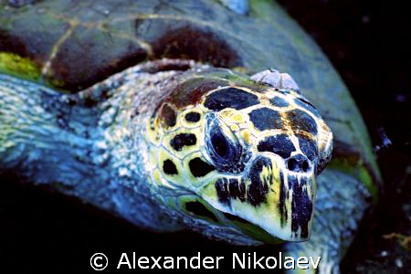 Green turtle. Canon 40D, Sigma 50mm. by Alexander Nikolaev 