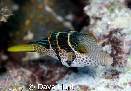 Black-saddled toby. Great Barrier Reef.  60mm macro on Ca... by Dave Hunt 