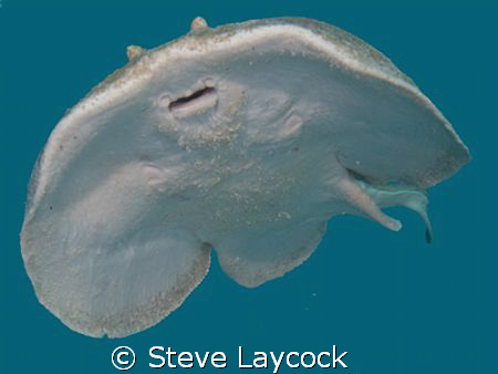 torpedo ray, free swimming,  by Steve Laycock 