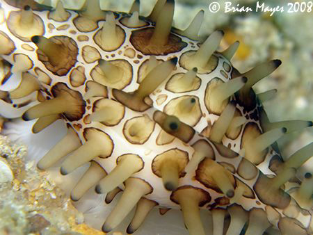 This Shuttlecock Egg Cowrie_(Volva volva) is carnivorous ... by Brian Mayes 