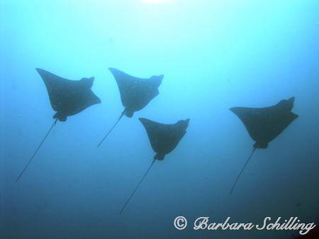 Eagle Rays in the distance during a channel crossing in t... by Barbara Schilling 