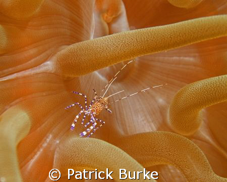 Anenome Shrimp in Playa Del Carrmen by Patrick Burke 