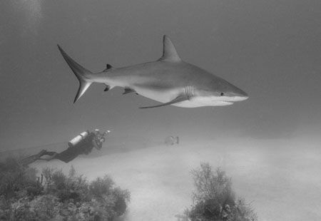 Shark, diver, and grouper. by David Heidemann 