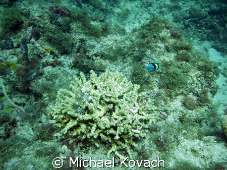 Inside reef at Lauderdale by the Sea by Michael Kovach 