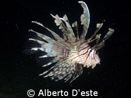 Lion Fish - Jetty -  Derawan est Borneo by Alberto D'este 