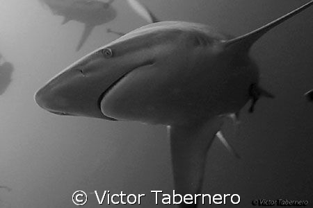 Black Tip Shark in Aliwhal Shoal by Victor Tabernero 