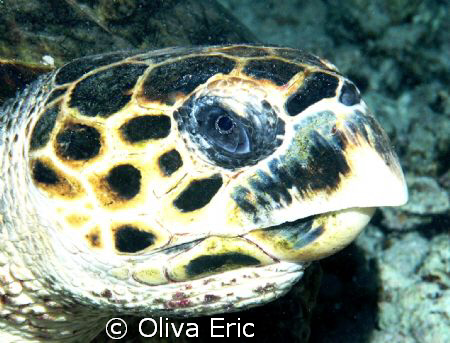 Tortue by Oliva Eric 