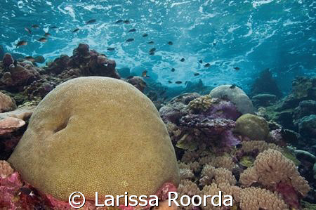 "Brain Waves"    Shallow brain coral seascape.  Solomon Isl. by Larissa Roorda 