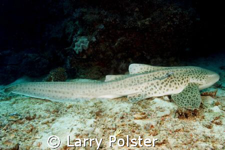 Leopard Shark, D70s, Sigma 14mm, twin Ikelite D125 strobes by Larry Polster 