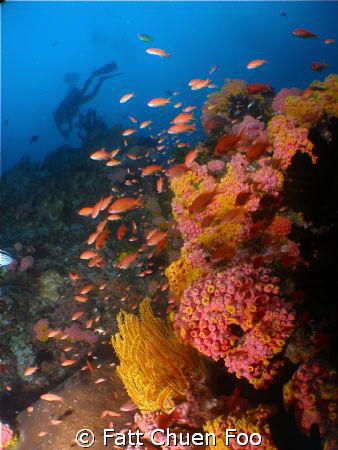Technicolour reef taken at Anilao, Philippines by Fatt Chuen Foo 