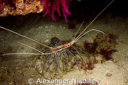 Omani lobster. by Alexander Nikolaev 