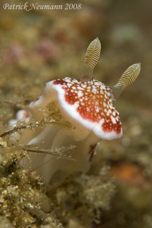 Nudi looking straight to my Canon 400D +100mm macro lens.... by Patrick Neumann 