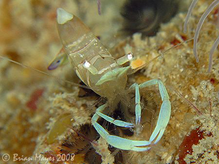 Anemone Shrimp (Periclimenes magnificus) in their classic... by Brian Mayes 