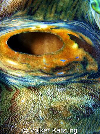 Giant Clam by Volker Katzung 