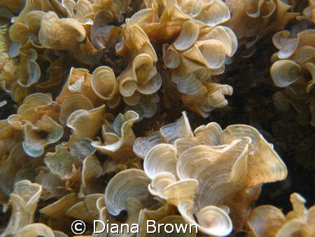 White Scroll Alga taken off the beach on our day off from... by Diana Brown 